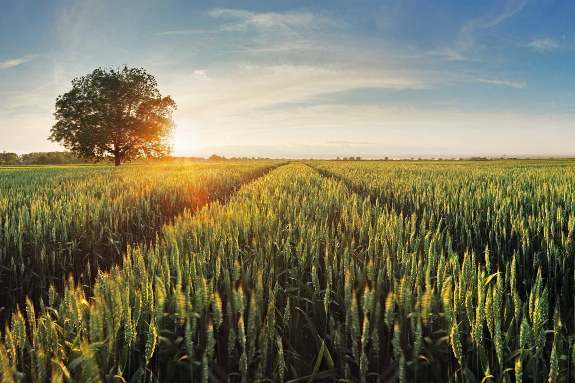 Wilchem Chemical for crop maximisation 