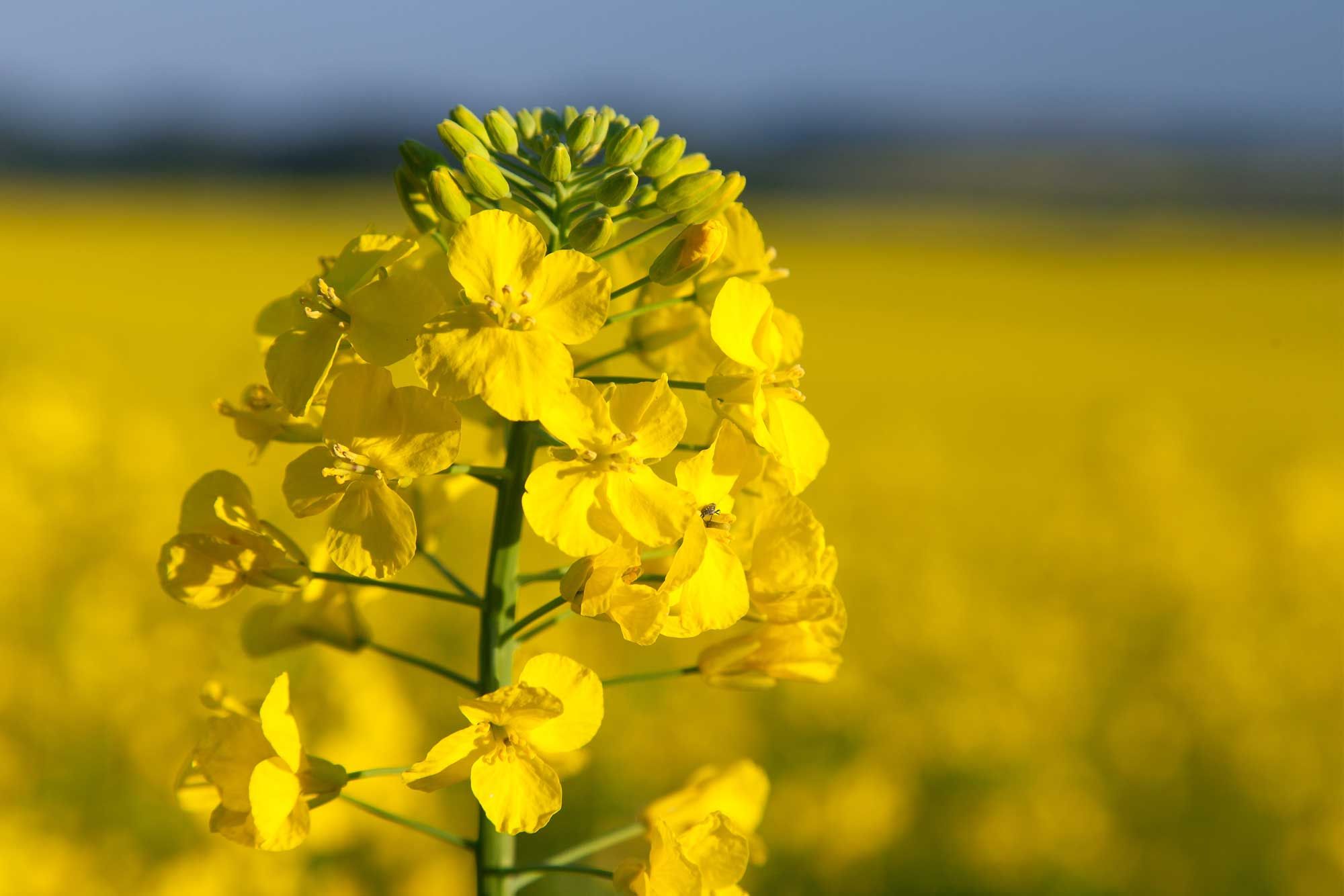 Wilchem Chemical for canola